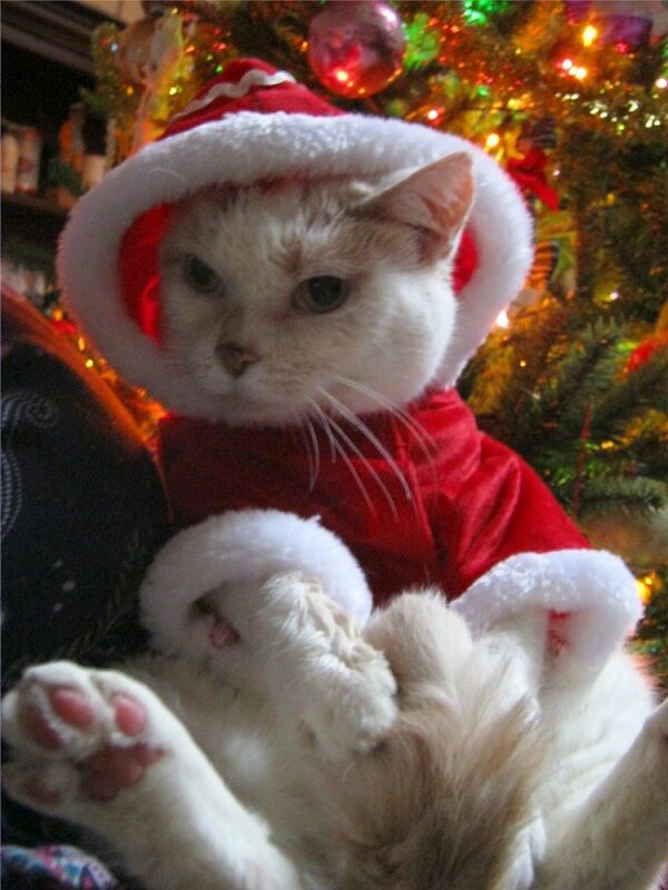 Millsboro Cat